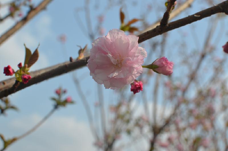 Để đưa hoa anh đào về Việt Nam vẫn đẹp rực rỡ như ở bản xứ, BTC phải chăm sóc chúng như ‘con mọn’. Thế nên những cánh hoa vẫn tươi rói.