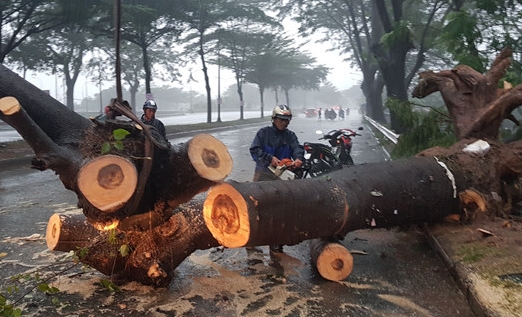 Hàng loạt cây xanh ở thị xã Cần Thạnh, huyện Cần Giờ và quận 7 đổ gãy trong gió lớn