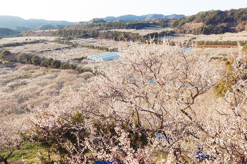 Xuất hành đầu xuân, ngắm hoa anh đào nở sớm ở Wakayama, Nhật Bản
