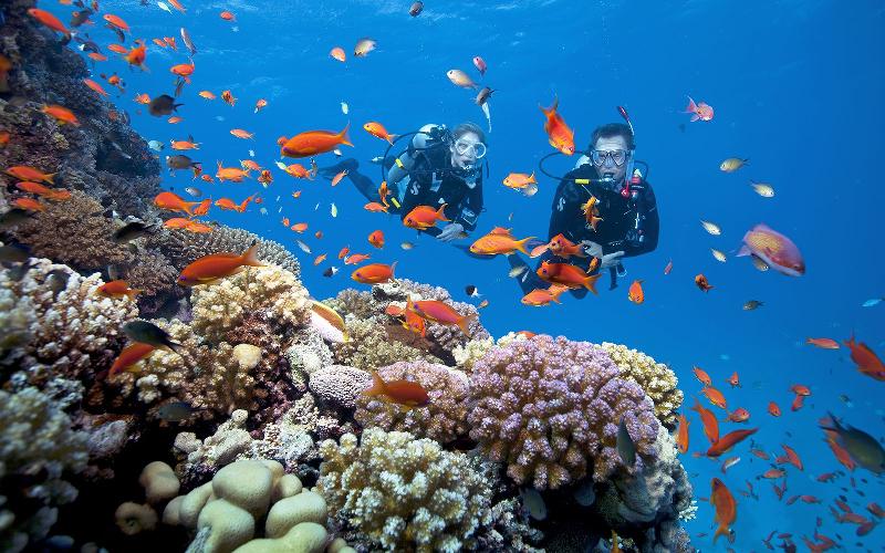 Đến Iriomote bạn sẽ được ngắm những rạn san hô lớn nhất Nhật Bản (nguồn: dulichvietnam.com)